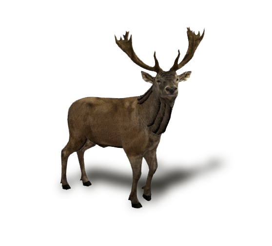 AR
